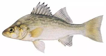典故鱸魚(yú)