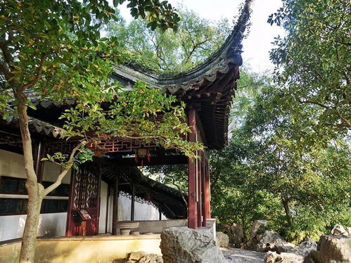 小山桂的典故