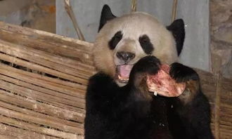 熊貓吃肉典故