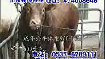 豬狗牛典故