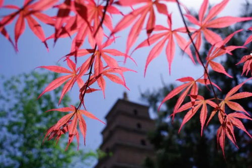 典故,紅葉,簡(jiǎn)短