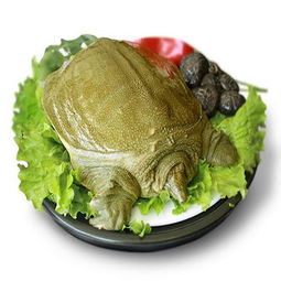 甲魚(yú)典故