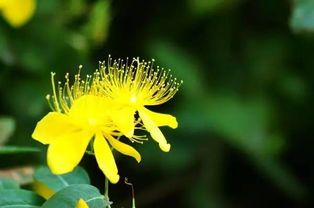 明日黃花,典故