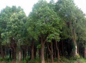 香樟典故