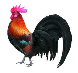 雞上山頭典故