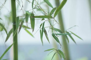 老驥伏櫪的典故