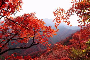 紅葉的典故簡(jiǎn)短