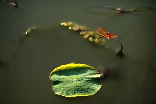 典故,蜻蜓