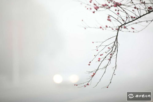 霧里看花典故