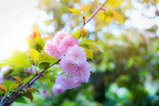 櫻花典故