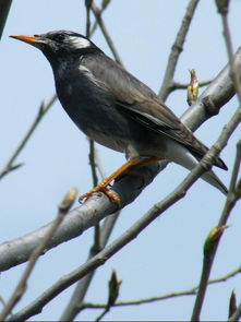 知鳥(niǎo)的典故