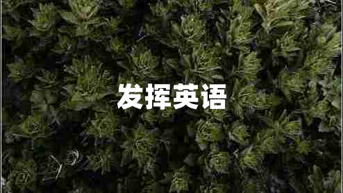 發(fā)揮英語(yǔ)
