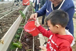 采摘節策劃方案幼兒園