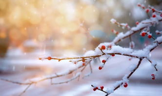 雪正能量的句子大全