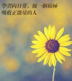 向別人學(xué)習的正能量句子