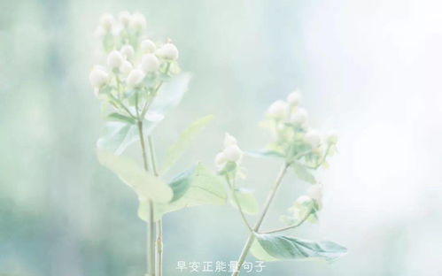 早上開(kāi)心正能量的句子朋友圈發(fā)