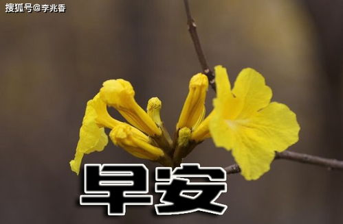 早晨問(wèn)候客戶(hù)的正能量句子,早晨的陽(yáng)光正能量滿(mǎn)滿(mǎn)的句子,晚間問(wèn)候正能量的句子