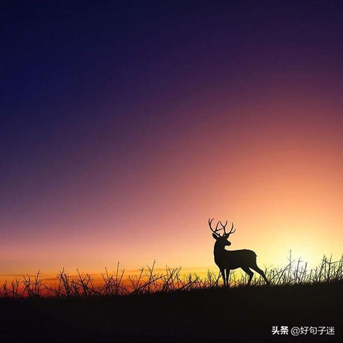 心若陽(yáng)光正能量的句子