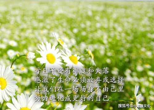 女人陽(yáng)光自信的句子正能量,迎著(zhù)陽(yáng)光的正能量句子,生活陽(yáng)光正能量的句子