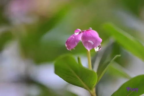 早安正能量陽(yáng)光心態(tài)的句子
