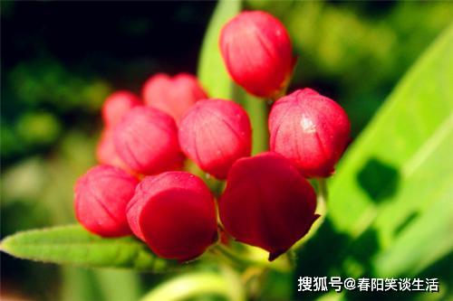 自己買(mǎi)花送自己正能量句子