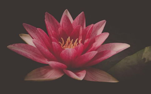 花開(kāi),句子,能量,適合