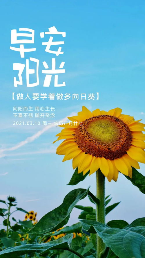 早起正能量的句子配圖,早起正能量奮斗的句子,早起努力工作正能量的句子