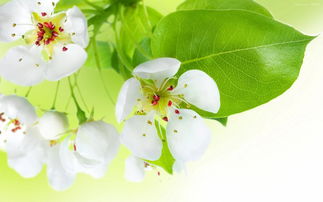 春花開(kāi)正能量句子