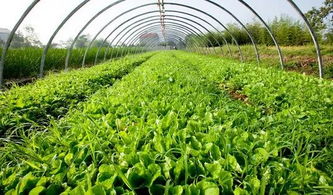 應該用,會(huì )計科目,蔬菜種植