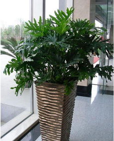 綠植租賃會(huì )計科目,綠植屬于什么會(huì )計科目,綠植計入什么會(huì )計科目