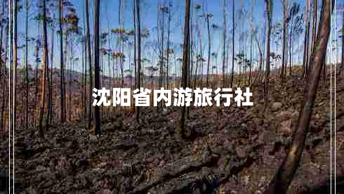 沈陽(yáng)省內游旅行社