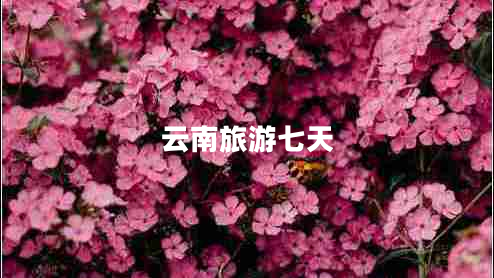 云南旅游七天