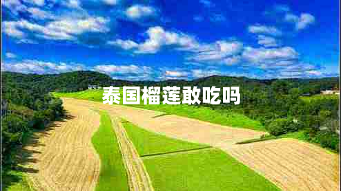 泰國榴蓮敢吃嗎