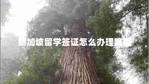 新加坡留學(xué)簽證怎么辦理流程