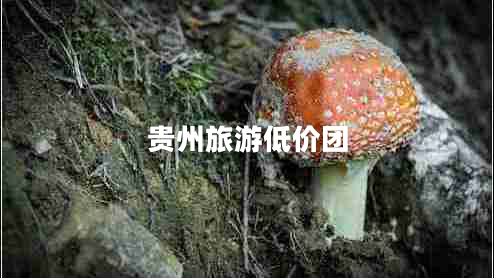 貴州旅游低價(jià)團