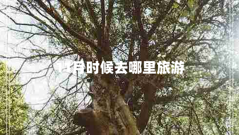 11月時候去哪里旅游