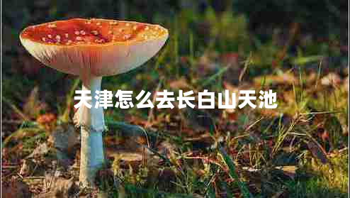 天津怎么去長(cháng)白山天池
