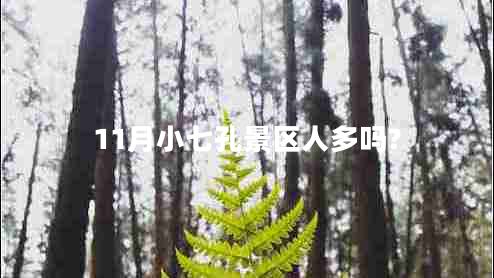 11月小七孔景區人多嗎?