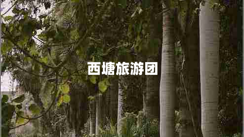 西塘旅游團