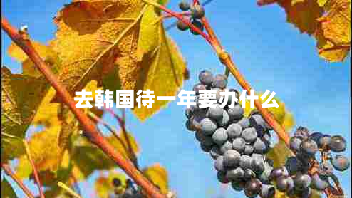 去韓國待一年要辦什么