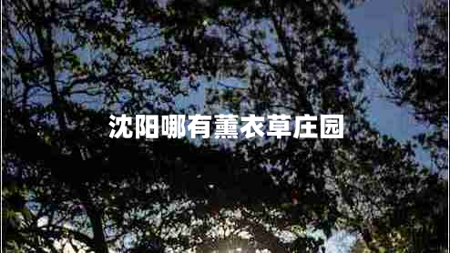 沈陽(yáng)哪有薰衣草莊園