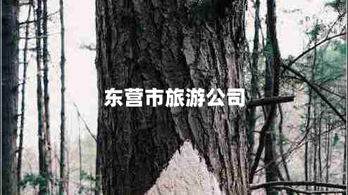 東營(yíng)市旅游公司