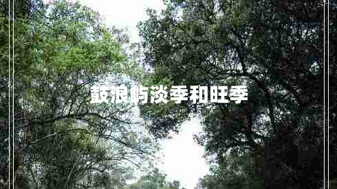 鼓浪嶼淡季和旺季