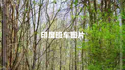 印度班車(chē)圖片