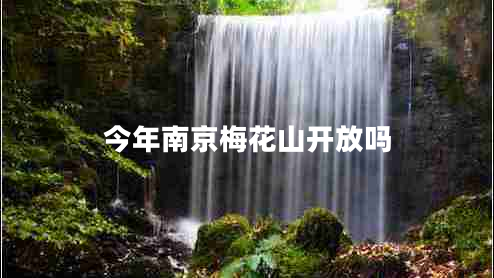 今年南京梅花山開(kāi)放嗎