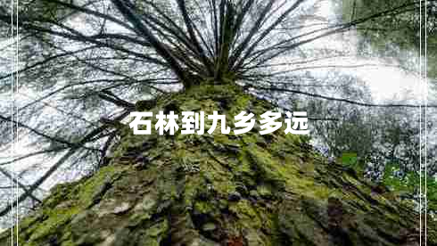 石林到九鄉多遠
