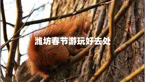 濰坊春節游玩好去處
