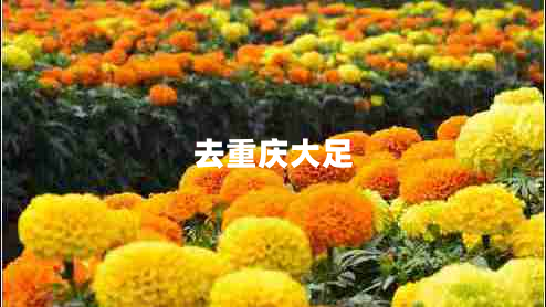 去重慶大足