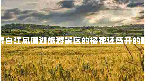 青白江鳳凰湖旅游景區的櫻花還盛開(kāi)的嗎