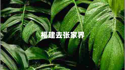 福建去張家界